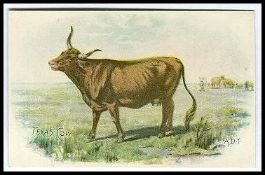 28 Texas Cow